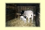 Dorperschaf