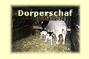 Dorperschaf