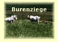 Burenziege