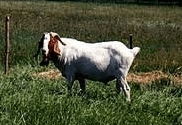 Burenziege