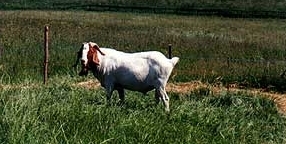 Burenziege