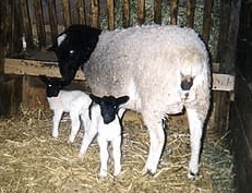 Dorperschaf